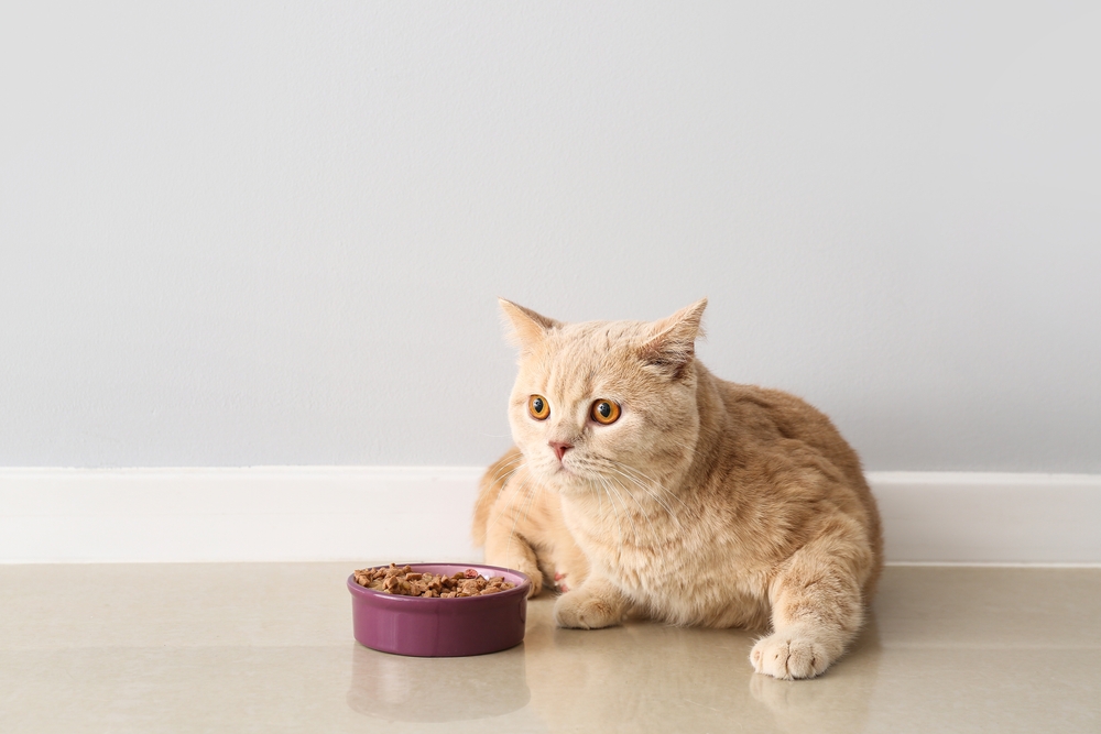 Cute,Cat,Eating,Food,From,Bowl,At,Home