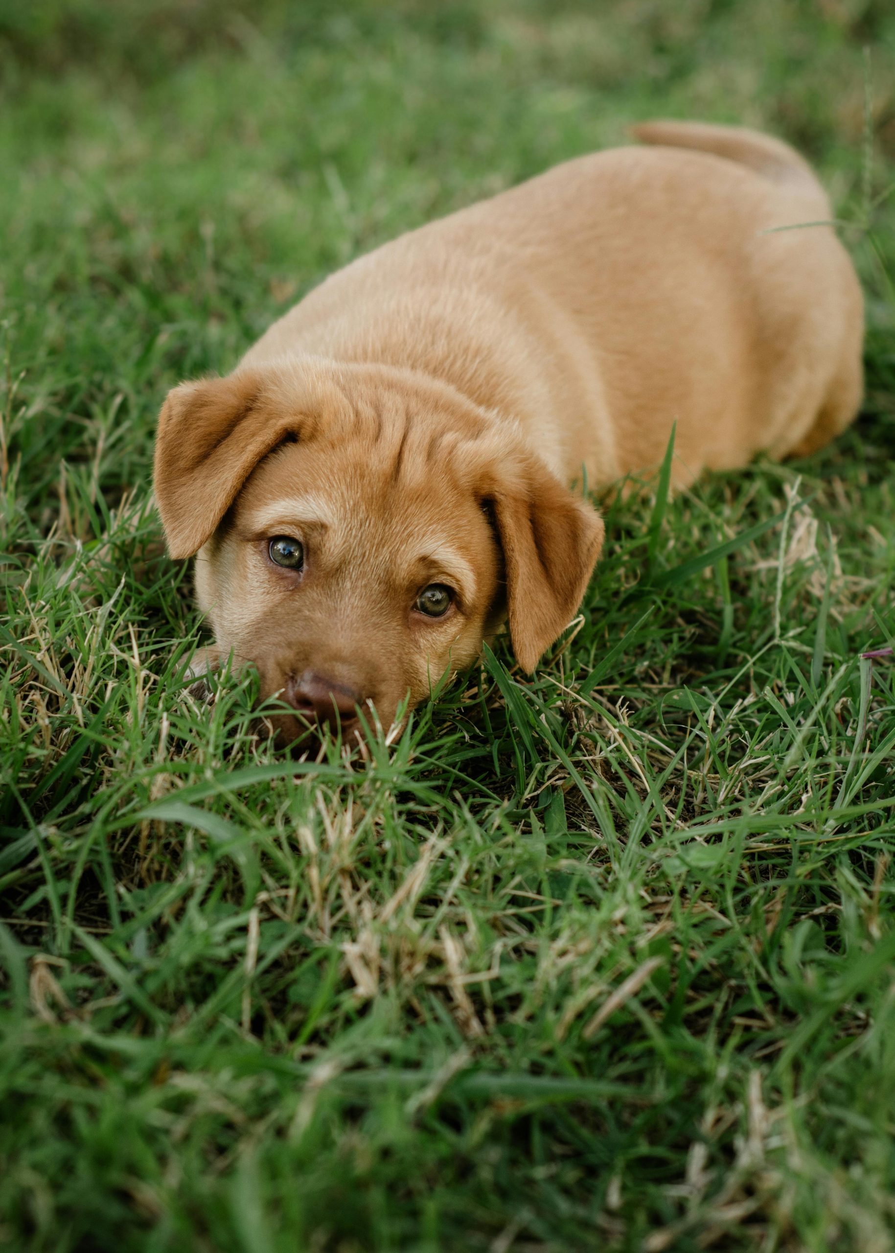 Best Fresh Dog Food