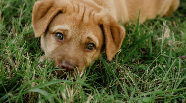 Best Fresh Dog Food: A Guide for Pet Parents