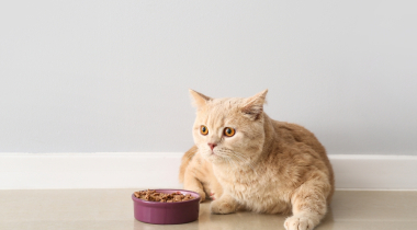 Highest Quality Cat Food: Choosing the Best Nutrition for Your Feline Friend